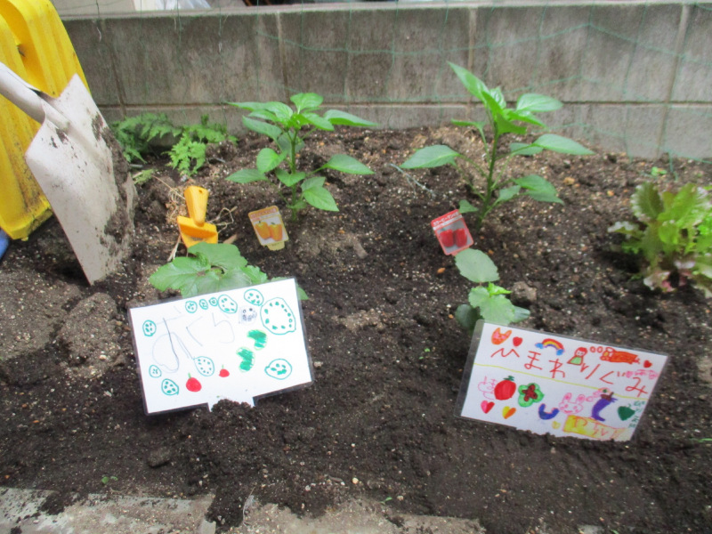 ☆武蔵小金井園☆野菜の苗のお買い物・栽培