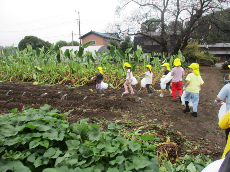 つき・ほし組　芋掘り遠足　in荒幡農園