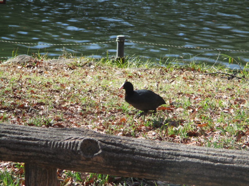 ☆武蔵小金井園☆井の頭公園（河川散策）