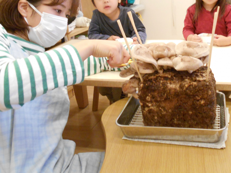 食育　「きのこの成長日記」