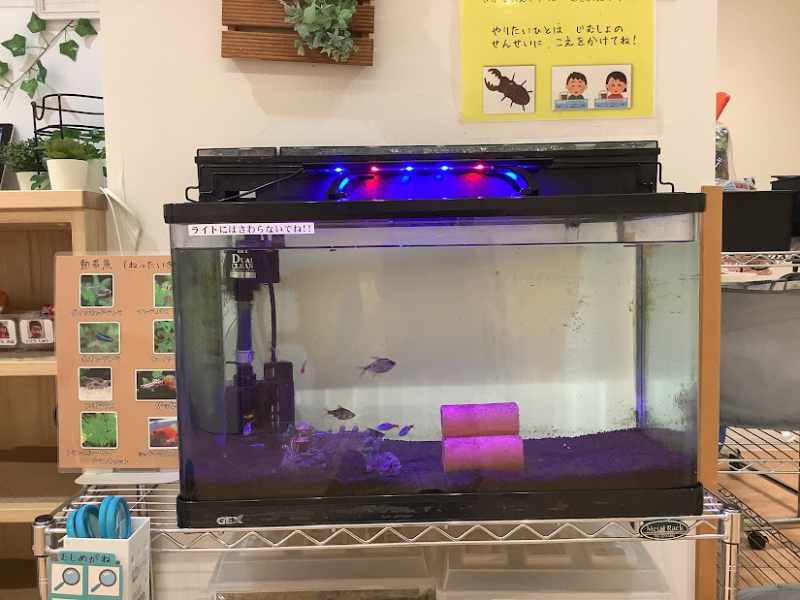 ～熱帯魚～